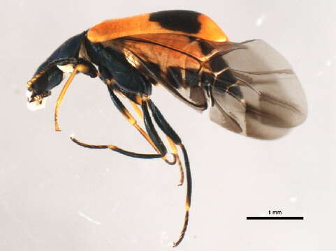 Image of <i>Anthocomus equestris</i>