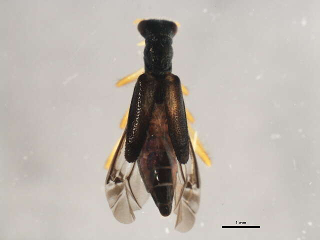 Image of Isohydnocera curtipennis (Newman 1840)