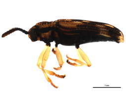 Image of Sumitrosis inaequalis (Weber 1801)