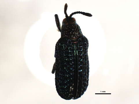 Image of Microrhopala excavata excavata (Olivier 1808)