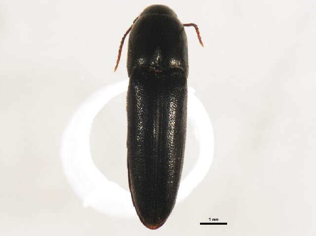 Image de <i>Dromaeolus cylindricollis</i>