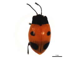 Image of Endomychus biguttatus Say 1824