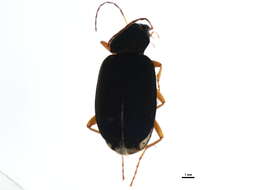 Image of Chlaenius (Chlaeniellus) tricolor Dejean 1826