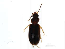 Plancia ëd Bradycellus (Stenocellus) rupestris (Say 1823)