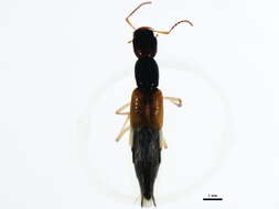 Image of Homaeotarsus cribratus (Le Conte & J. L. 1863)