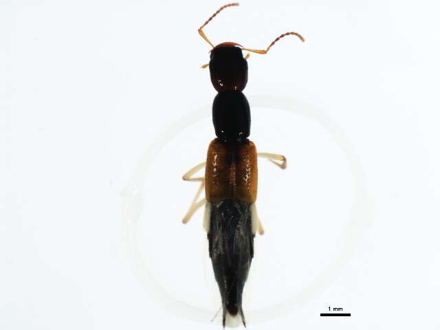 Image of Homaeotarsus cribratus (Le Conte & J. L. 1863)