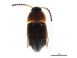 Imagem de Tachinus (Tachinus) corticinus Gravenhorst 1802