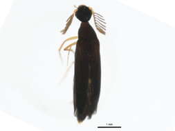 Image of Pelecotoma flavipes Melsheimer 1846