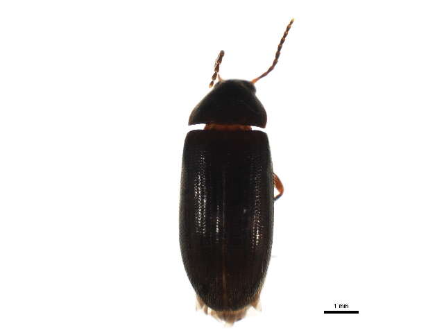 Image of Hymenorus niger (Melsheimer 1846)