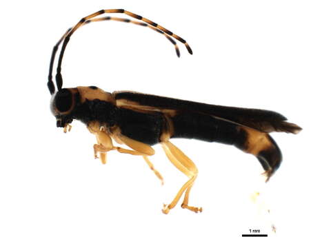 Image of Oberea tripunctata (Swederus 1787)