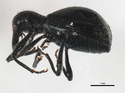 Image of <i>Myrmex chevrolatii</i>