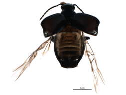 Image of Lebia (Lebia) moesta Le Conte 1850