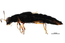 Stenus (Hypostenus) punctatus Erichson 1840 resmi