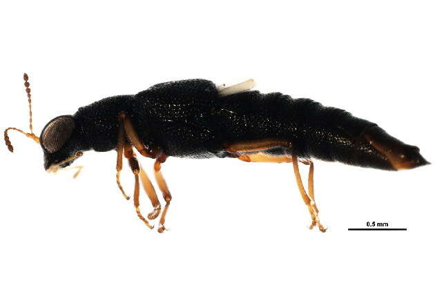 Stenus (Hypostenus) punctatus Erichson 1840 resmi