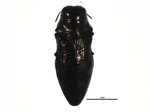 Image of Taphrocerus gracilis (Say 1825)