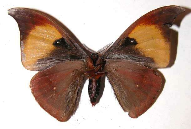 Image of Automeris phrynon Druce 1897