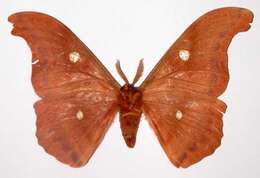 Image of Antheraea godmani (Druce 1892)