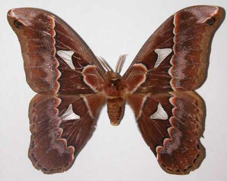 Image of Orizaba Silkmoth