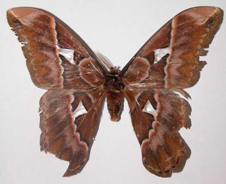 Image of Orizaba Silkmoth