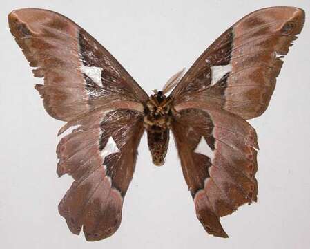 Image of Orizaba Silkmoth