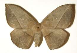 Image of Lonomia santarosensis Brechlin & Meister 2013