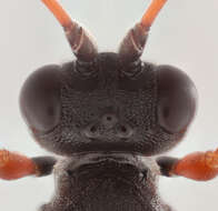 Image of Pseudoplatylabus violentus (Gravenhorst 1829)