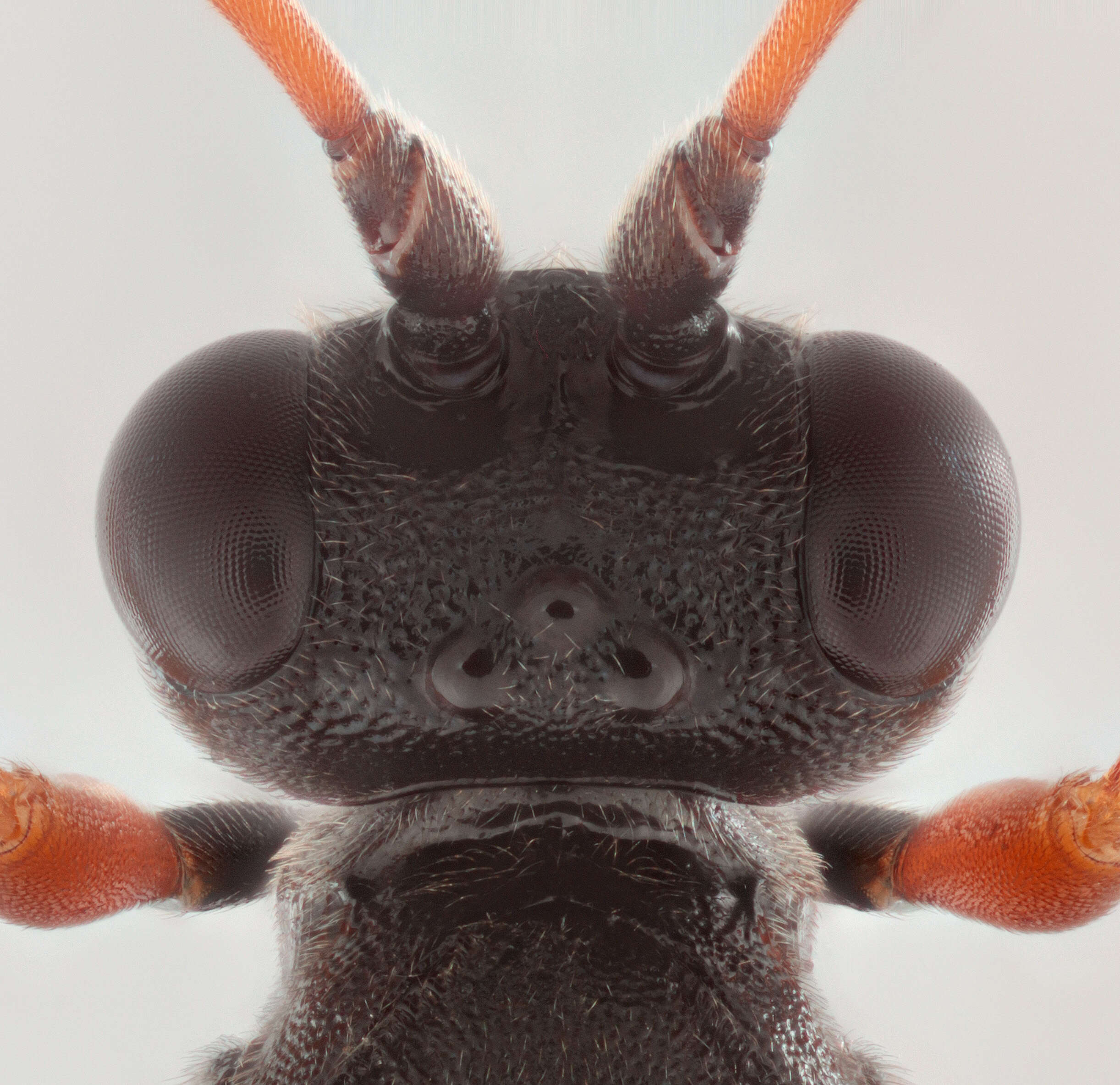 Image of Pseudoplatylabus violentus (Gravenhorst 1829)