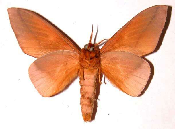 Image of Schausiella santarosensis Lemaire 1982