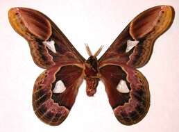 Image of Rothschildia erycina (Shaw (1796))