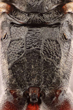 Image of Pseudoplatylabus violentus (Gravenhorst 1829)