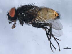 Image of Face Fly