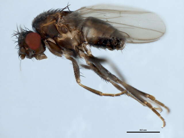 Image of Spelobia frustrilabris Marshall 1985