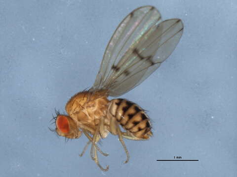 Image of Drosophila quinaria Loew 1866