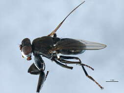 Image of Mantis Fly