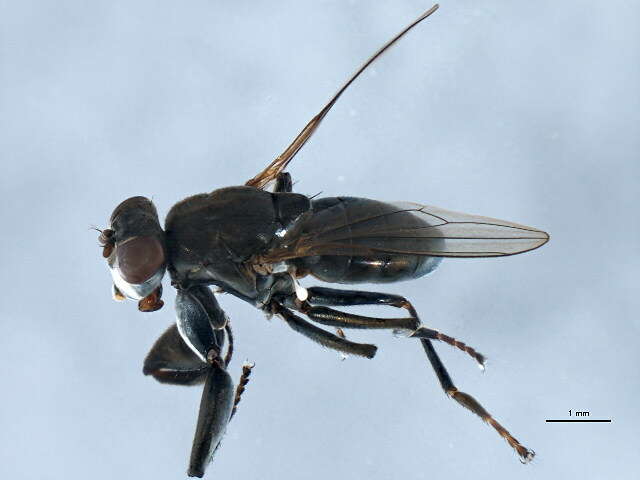 Image of Mantis Fly