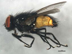 Image of Face Fly