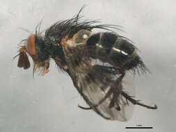 Image of <i>Homalactia harringtoni</i>