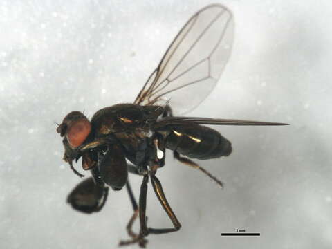 Image of Mantis Fly