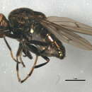Image of Parydra aquila (Fallen 1813)