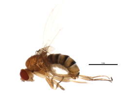 Image of Scaptomyza flava (Fallen 1823)