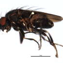 Image of Rachispoda