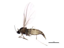 Image of Micromyinae