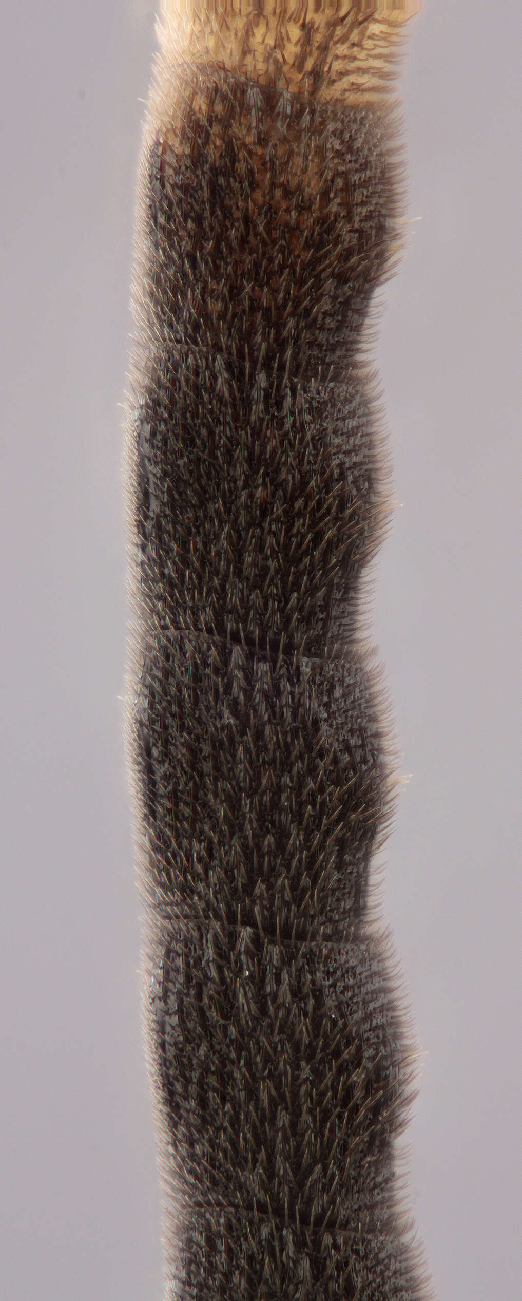 Imagem de Crypteffigies albilarvatus (Gravenhorst 1820)