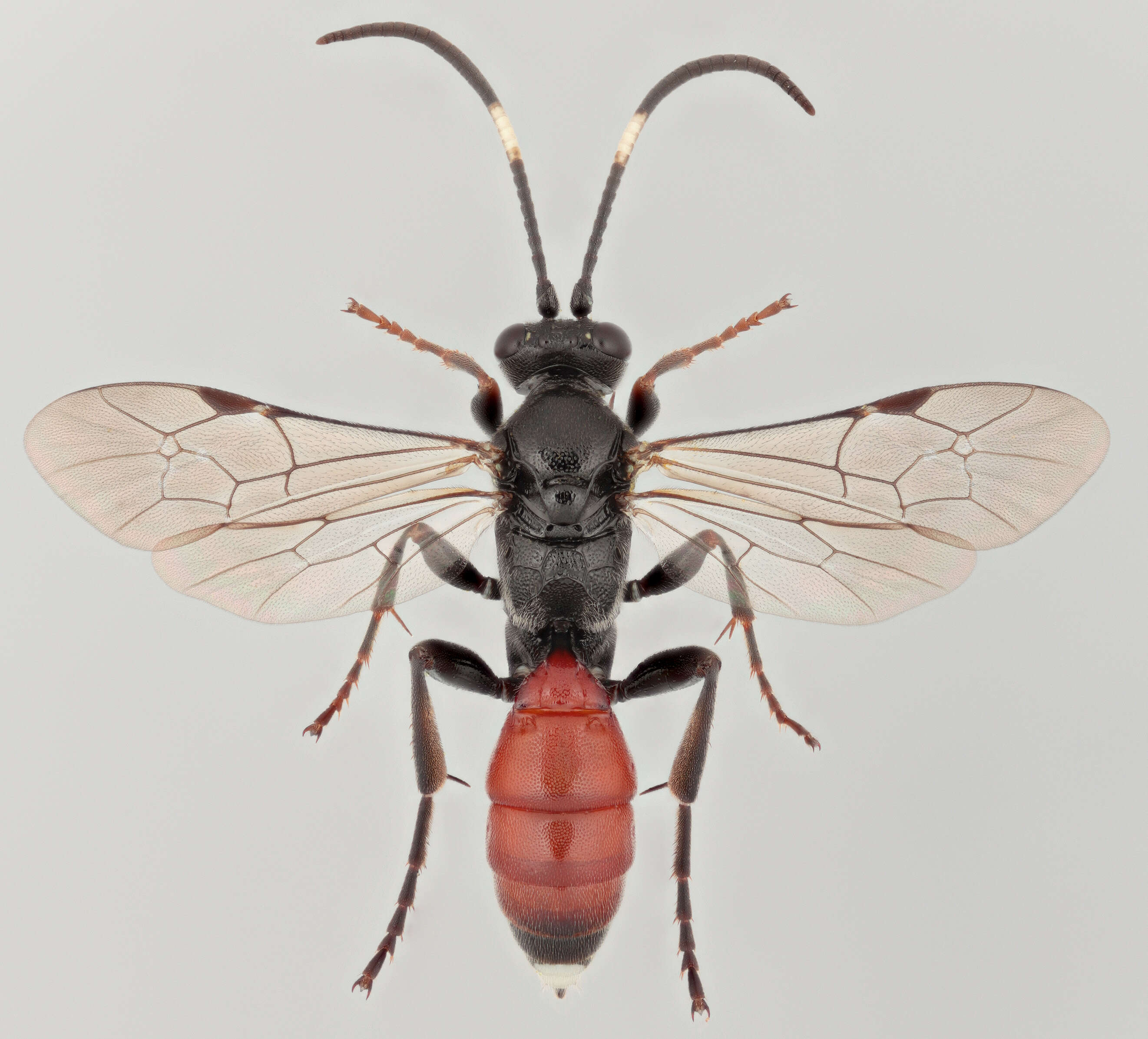 Virgichneumon tergenus (Gravenhorst 1820)的圖片