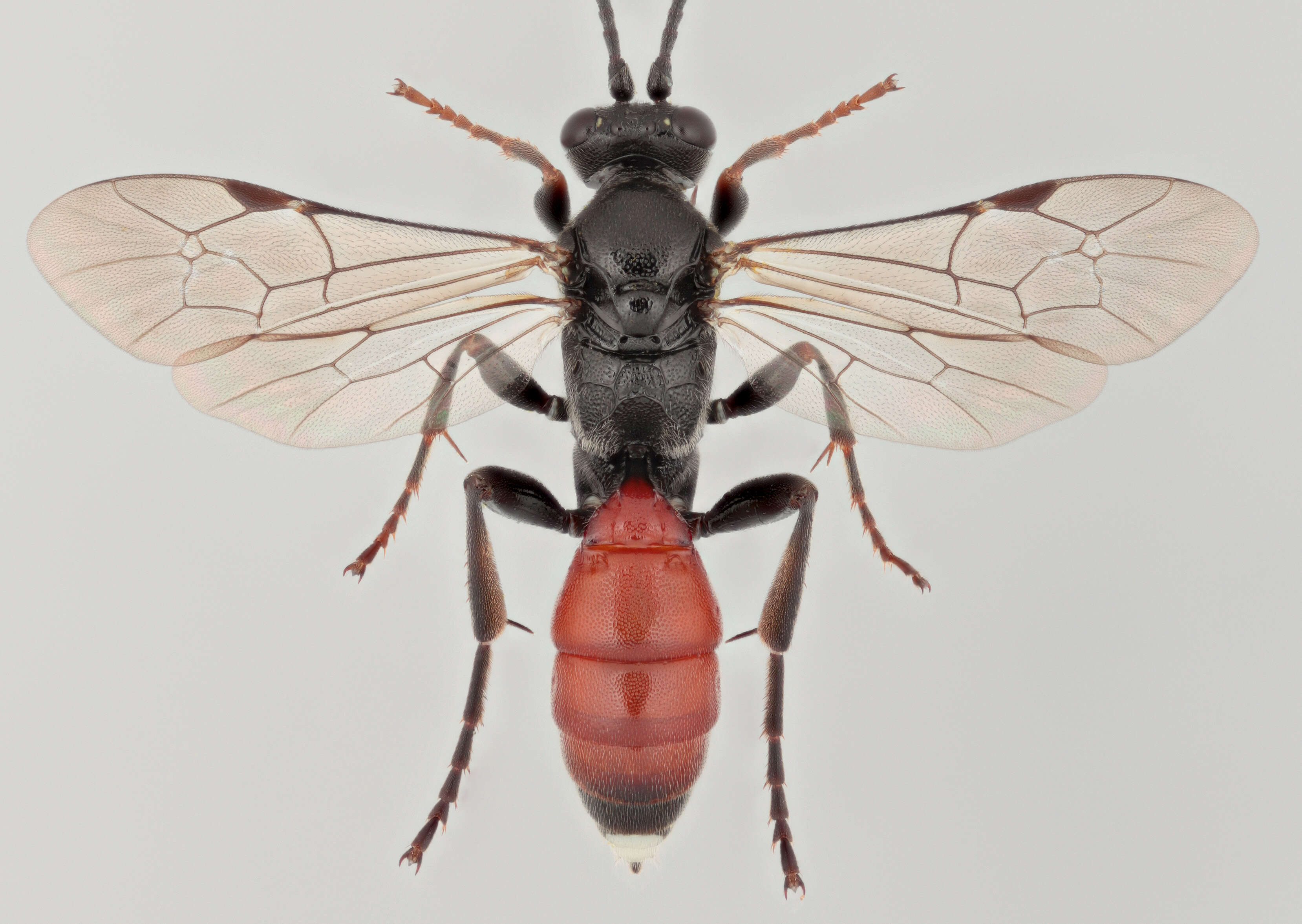 Virgichneumon tergenus (Gravenhorst 1820)的圖片