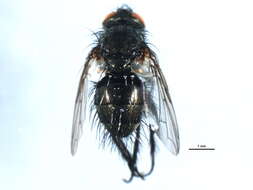 Image of <i>Lypha cristiverpa</i>