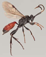 Image of Virgichneumon tergenus (Gravenhorst 1820)