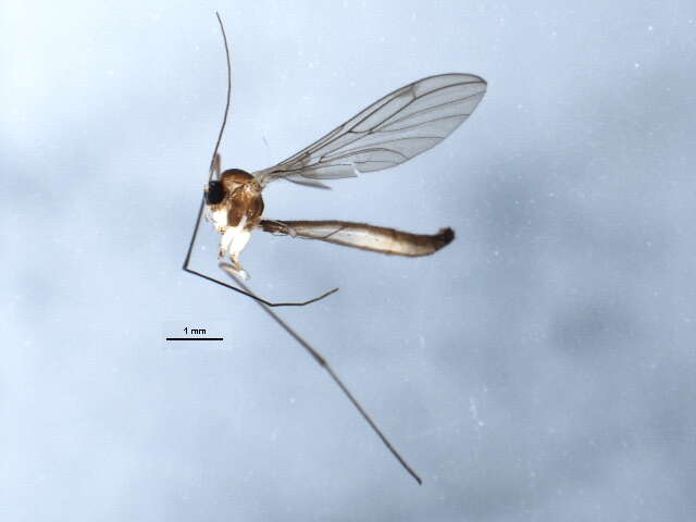 صورة Bolitophila austriaca (Mayer 1950)