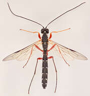 Image of Sabre wasp