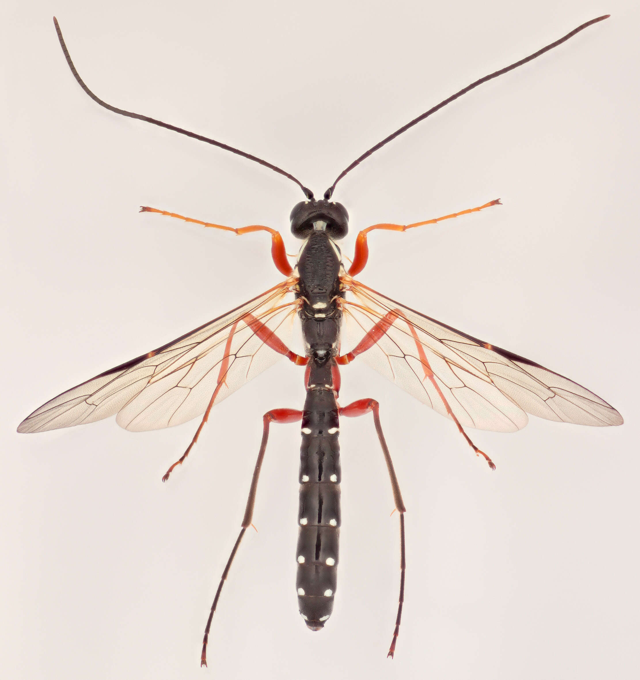 Image of Sabre wasp